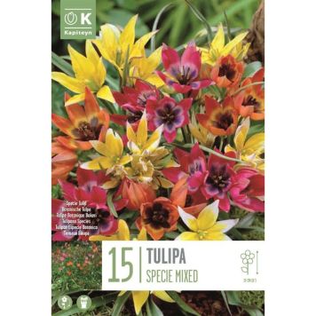 Syyskukkasipuli Tulppaani Specie Mix 15 kpl