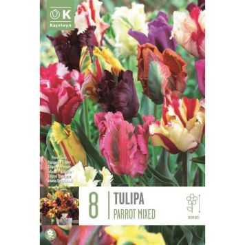 Syyskukkasipuli Tulppaani Parrot Mix 8 kpl