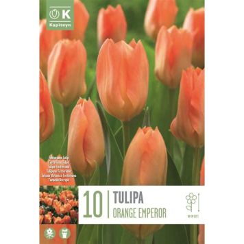 Syyskukkasipuli Tulppaani Orange Emperor 10 kpl