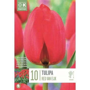 Syyskukkasipuli Kapiteyn Tulppaani Red Van Eijk 10 kpl