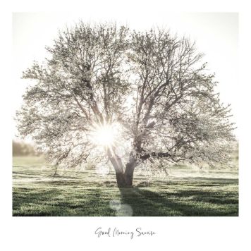 Sisustustaulu Reinders Slimframe Sunbeam Tree 50 x 50 cm