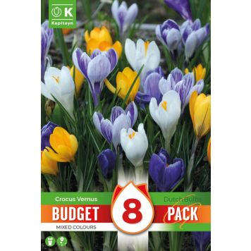 Syyskukkasipuli Kapiteyn Krookus Colour Mix 8 kpl