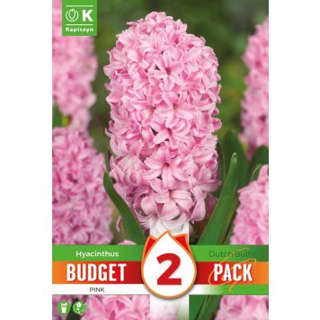 Syyskukkasipuli Kapiteyn Hyasintti Pink 2 kpl