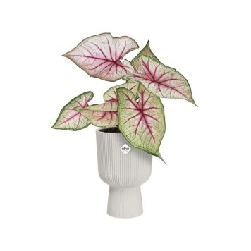 Suojaruukku Elho Vibes Fold Coupe 14 cm vaaleanpunainen