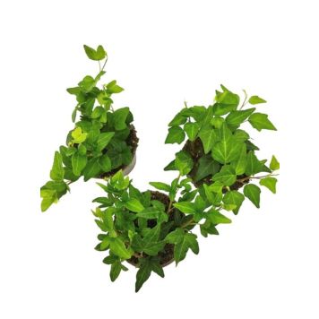 Muratti Hedera Mix P9