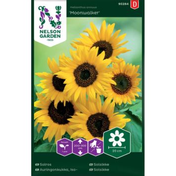 Isoauringonkukka Nelson Garden Moonwalker