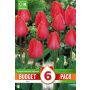 Syyskukkasipuli Kapiteyn Tulppaani Darwin Hybrid Red 6 kpl