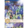 Syyskukkasipuli Kevätkurjenmiekka Iris Reticulata 20 kpl