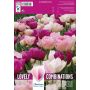 Kevätkukkasipuli Tulppaani Double Pink Purple White 15 kpl