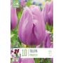 Syyskukkasipuli Tulppaani Paradero 10 kpl