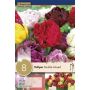 Syyskukkasipuli Tulppaani Double Mix 8 kpl