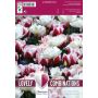 Kevätkukkasipuli Tulppaani Double Red White 15 kpl