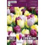 Kevätkukkasipuli Tulppaani Yellow Purple Lila 20 kpl