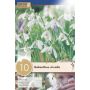 Syyskukkasipuli Lumikello Galanthus Nivalis 10 kpl