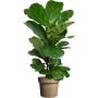 Lyyraviikuna Ficus Lyrata P24