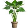 Alokaasia Cucullata P12