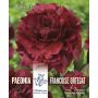 Kevätkukkasipuli Kapiteyn Paeonia Francoise Ortegat 1 kpl