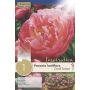 Syyskukkasipuli Kapiteyn Paeonia Lactiflora Coral Sunset 1 kpl