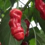 Chili Capsicum P11