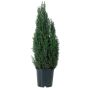 SYPRESSI P21 CHAMAECYPARIS COLUMNARIS