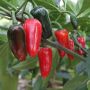 Chili Jalopeno P11