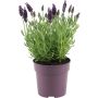 Tupsulaventeli Lavandula Stoechas Anouk P12