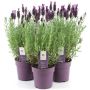Tupsulaventeli Lavandula Stoechas Anouk P12
