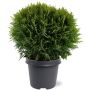 Pallotuija Thuja Occidentalis Danica P17