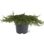 Kääpiökataja Juniperus Communis Green Carpet P17