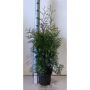 Kartiotuija Thuja Occidentalis Brabant P19 60-80 cm