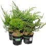 Havukasvi lajitelma Conifer mix P13