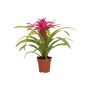 Timanttiananas Guzmania Pink P12