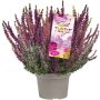 Kanerva Calluna Vulgaris Twister Mix P13