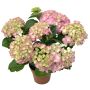 Hortensia Hydrangea Macrophylla P14