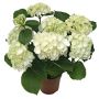 Hortensia Hydrangea Macrophylla P14