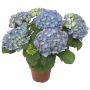 Hortensia Hydrangea Macrophylla P14
