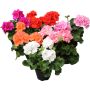 Pelargoni Mix P12