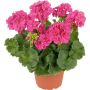 Pelargoni Mix P12