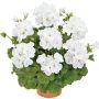 Pelargoni Mix P12
