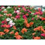 Pelargoni Mix P12