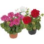 Pelargoni Mix P12