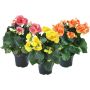 Ruusubegonia Kotimainen P12