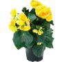 Ruusubegonia Kotimainen P12