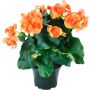 Ruusubegonia Kotimainen P12
