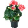 Ruusubegonia Kotimainen P12