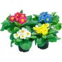 Esikko Primula Vulgaris P10