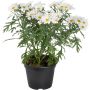 Marketta Argyranthemum valkoinen Kotimainen P12