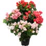 Begonia Kotimainen P12