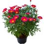 Marketta Argyranthemum punainen Kotimainen P12