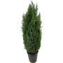 Sypressi Chamaecyparis Lawsoniana